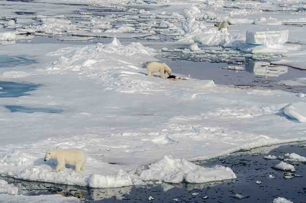 Oso Polar - islas Svalbard - Noruega 61.jpg